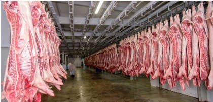 carne carne